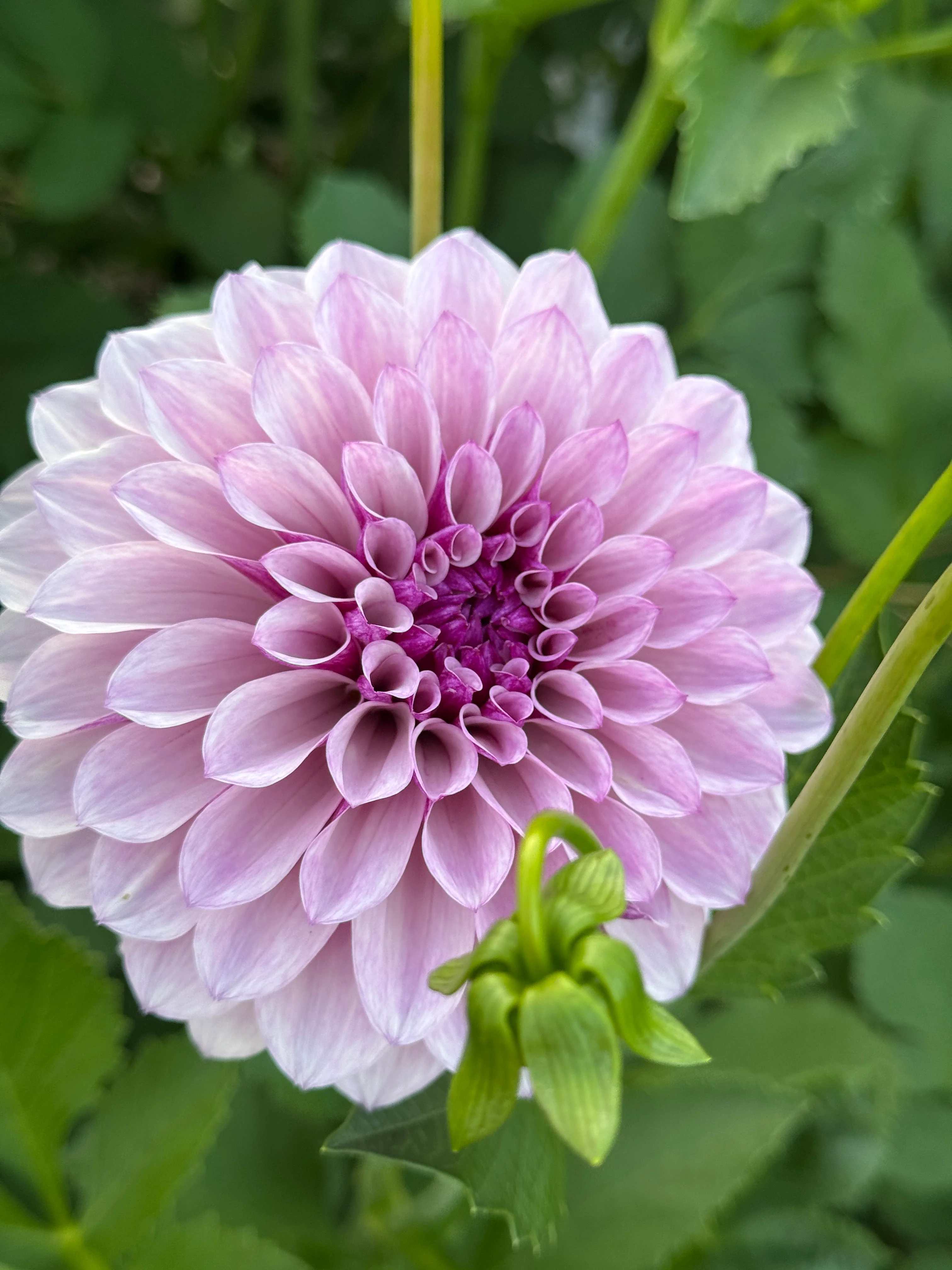 Dahlia Tubers